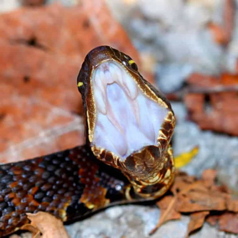 The Most Venomous Snake in the U.S. (With Bite Facts and Pictures ...