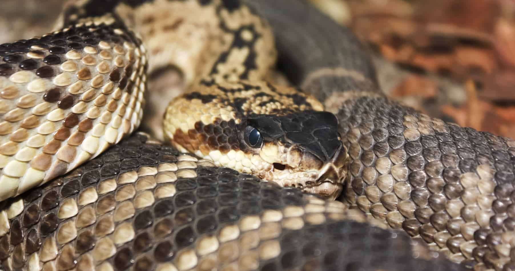 most venomous snake in the US 7 The Most Venomous Snake in the U.S. (With Bite Facts and Pictures)