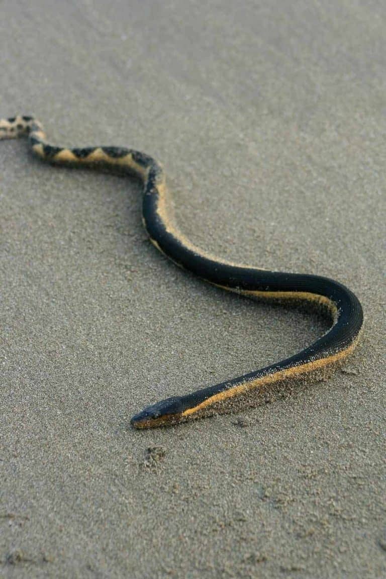 The Most Venomous Snake in the U.S. (With Bite Facts and Pictures)
