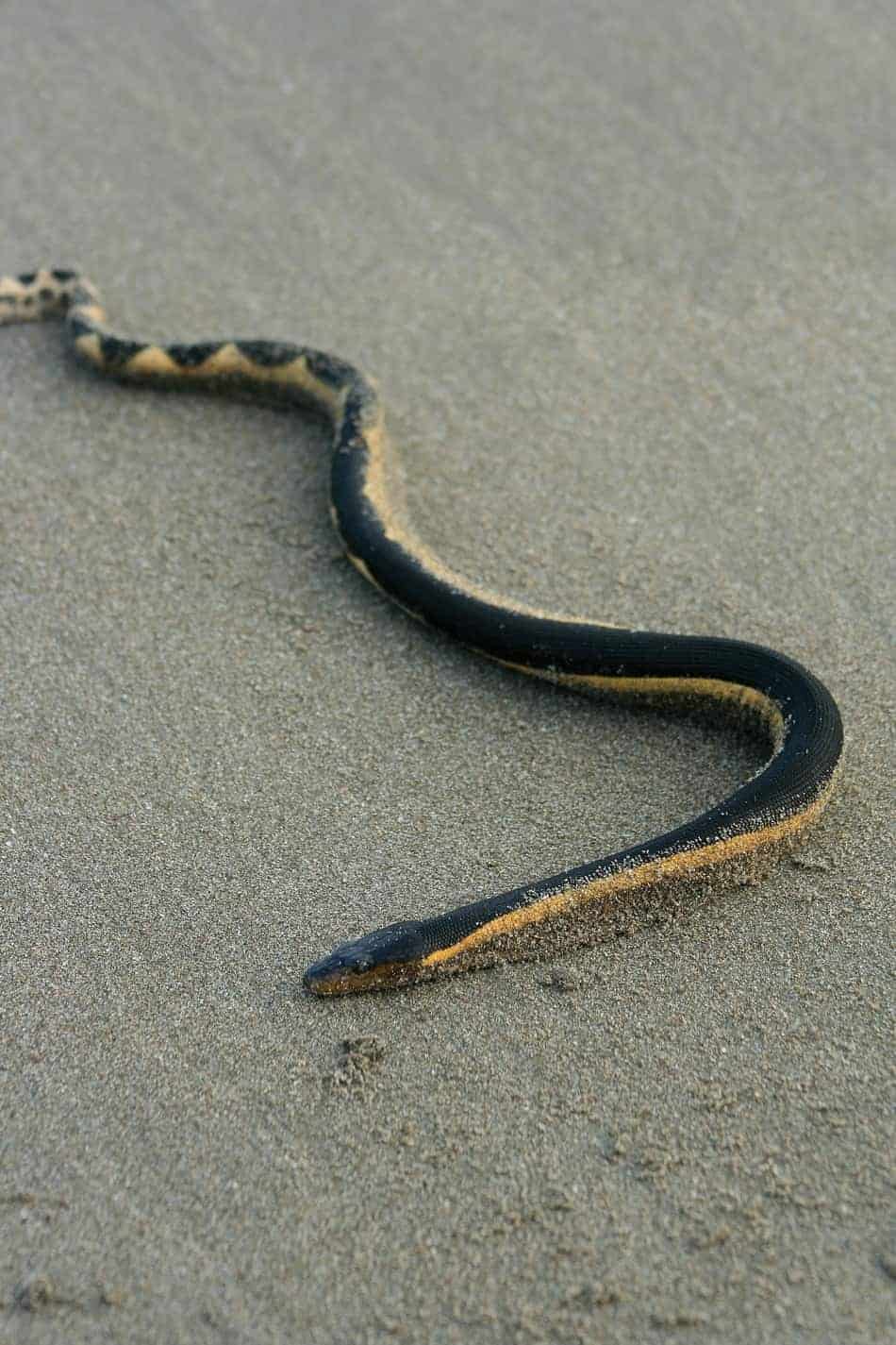 most venomous snake in the US The Most Venomous Snake in the U.S. (With Bite Facts and Pictures)