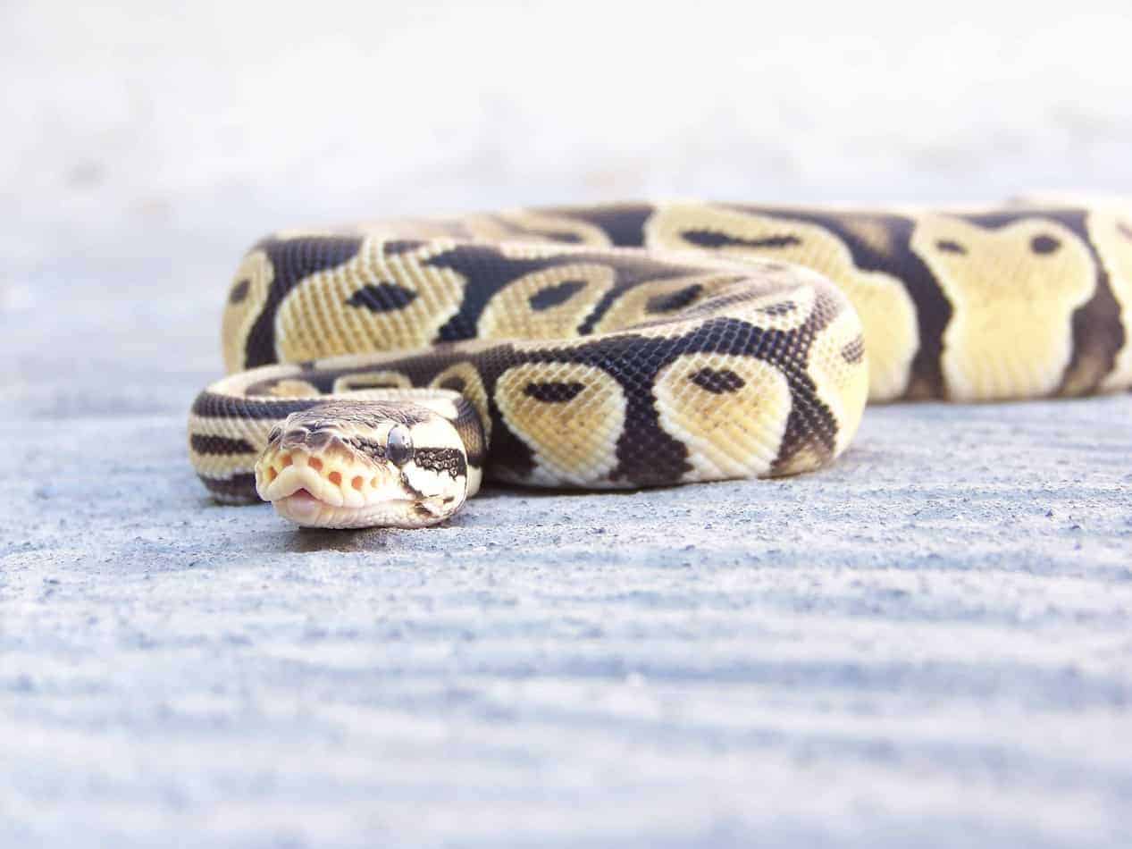pastel 2 Pastel Ball Pythons: Everything You Need to Know