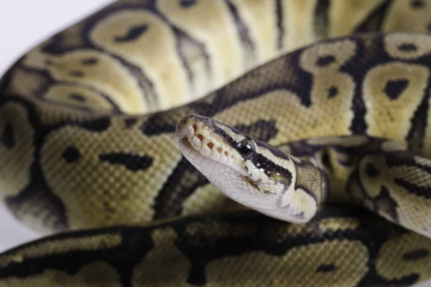 pastel 3 Pastel Ball Pythons: Everything You Need to Know