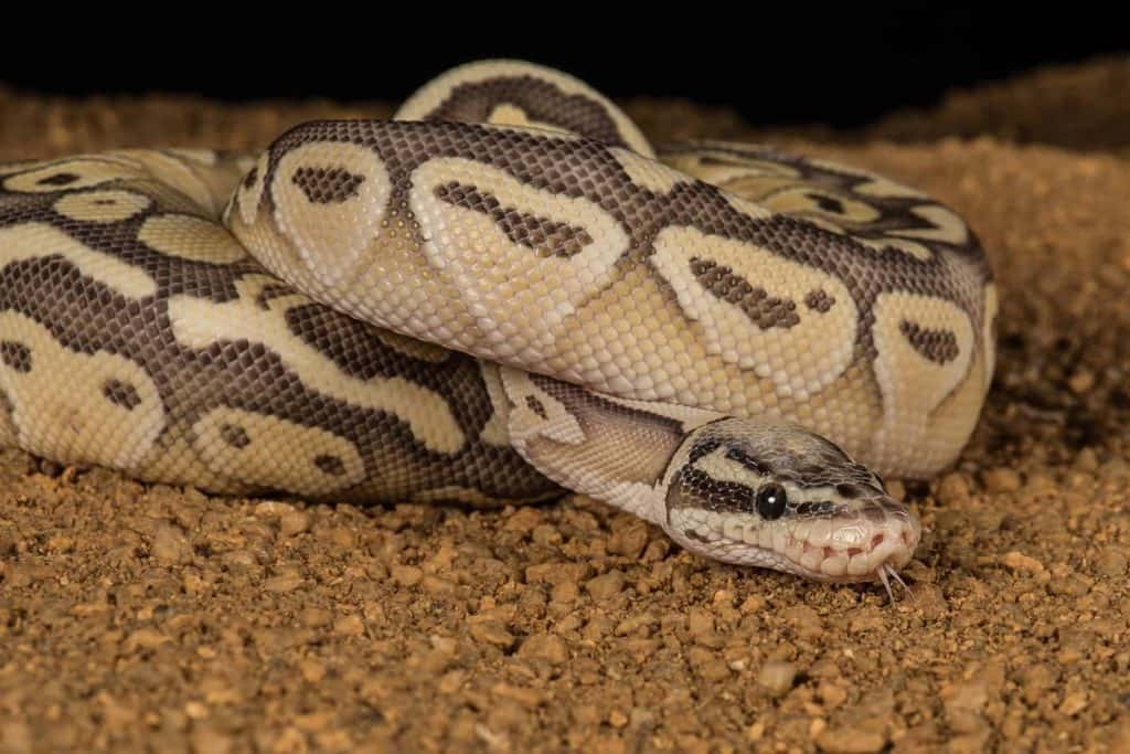 Pastel Ball Pythons Everything You Need To Know Embora Pets