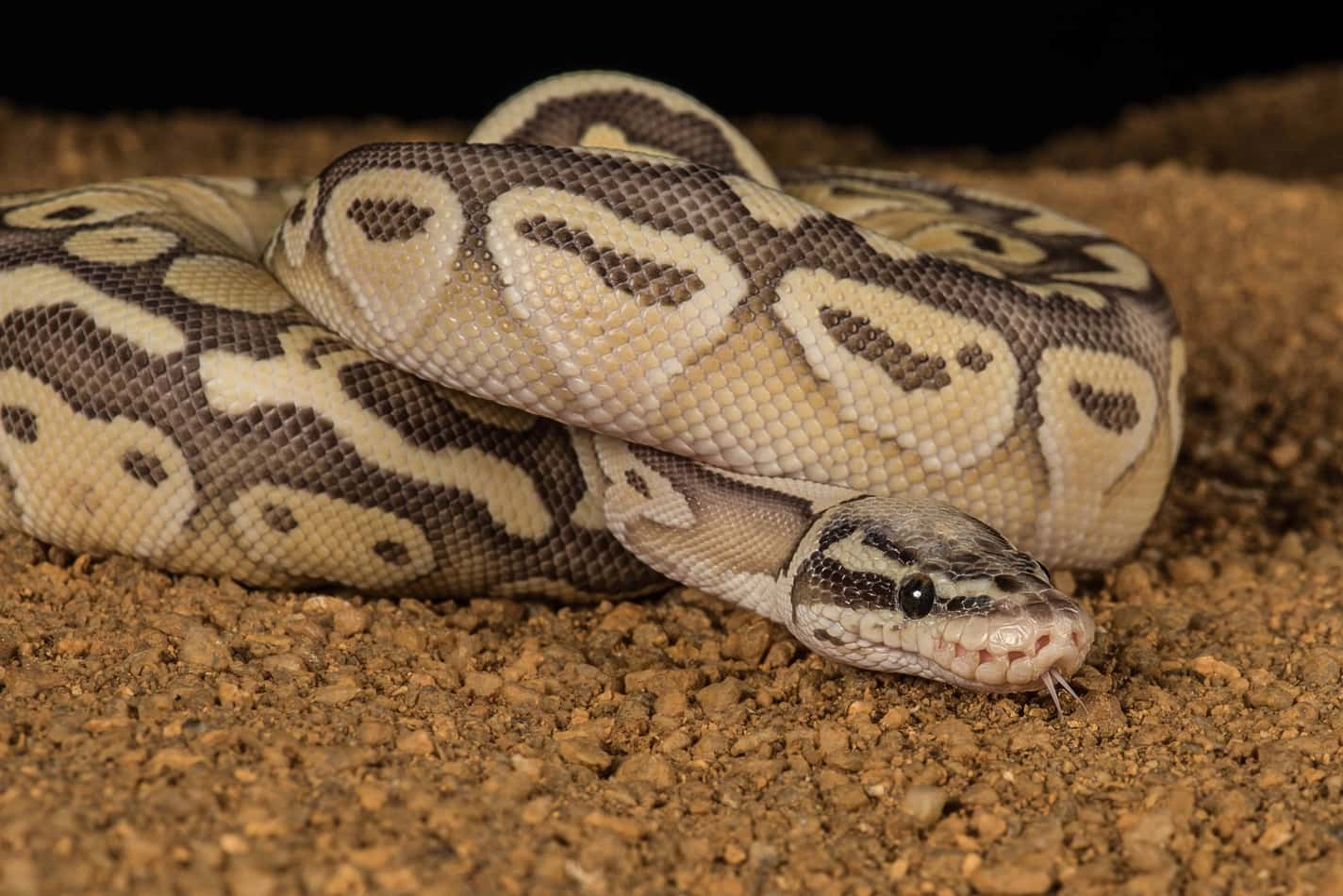 pet python types