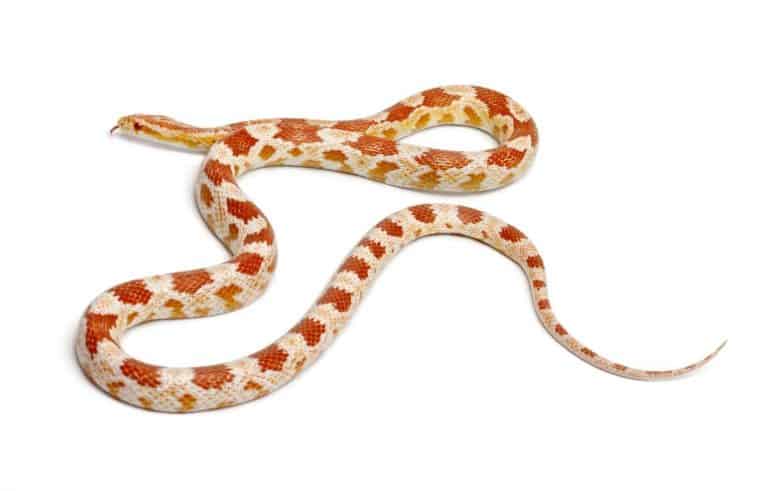 Most Popular Corn Snake Morphs (with Pictures and Facts) - Embora Pets