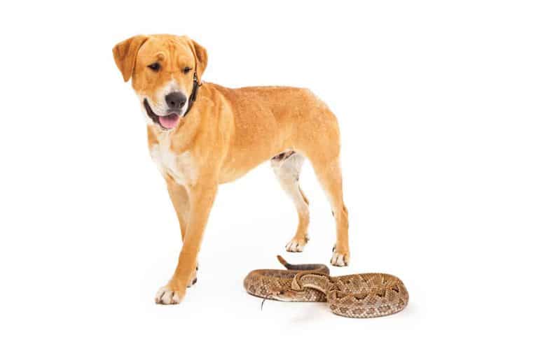 Are There Rattlesnake Vaccines for Dogs?