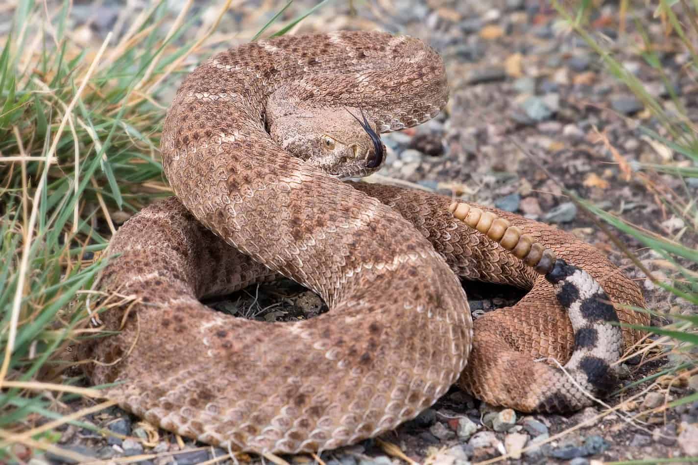 What Happens When a Rattlesnake Bites
hat Do You Do if Bitten by a Rattlesnake?