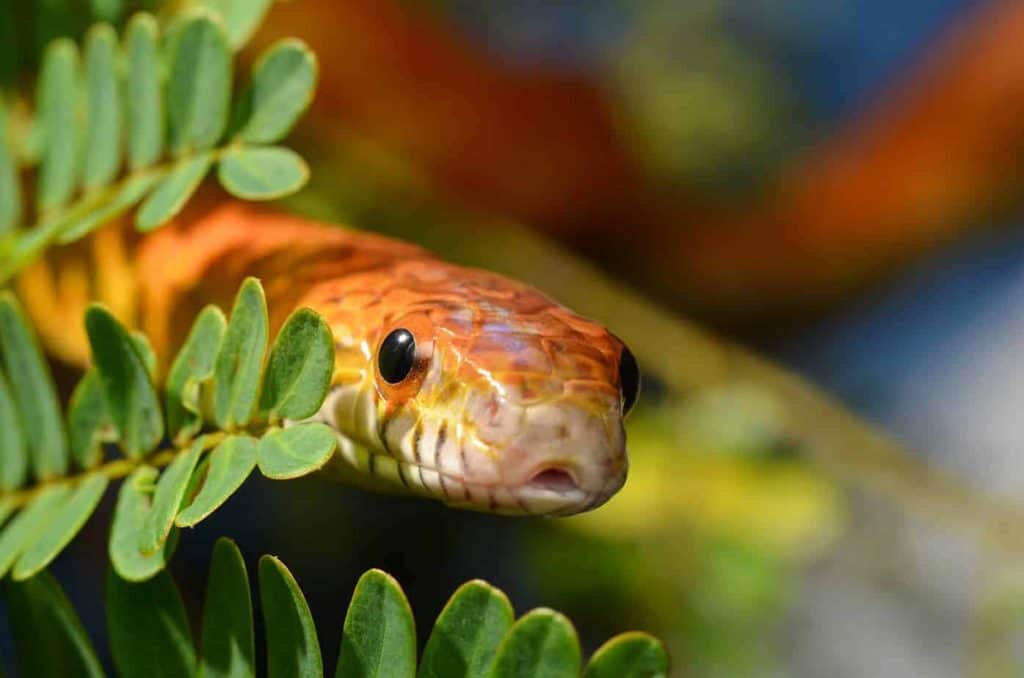 How To Breed And Sell Snakes For A Profit - Embora Pets