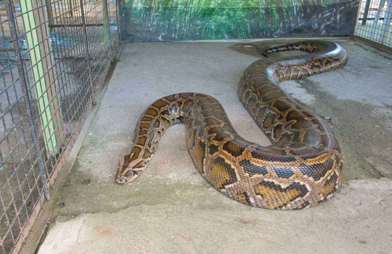 Reticulated Python Bites: A Guide with Pictures and Facts