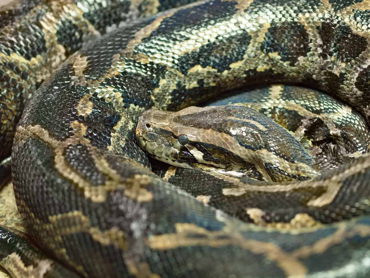 reticulated python The Biggest Snake in the World (with Facts and Pictures)