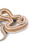 rosy boa Rosy Boas: How Long They Get and How Fast They Grow