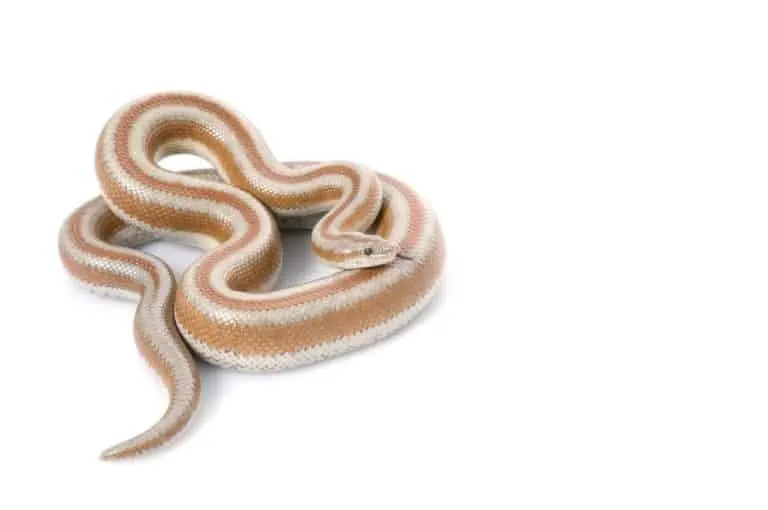 Rosy Boa Snakes: Proper Feeding and Care Schedule