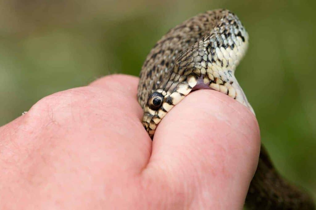 Snake Bites Everything You Want To Know With Facts And Videos Embora Pets