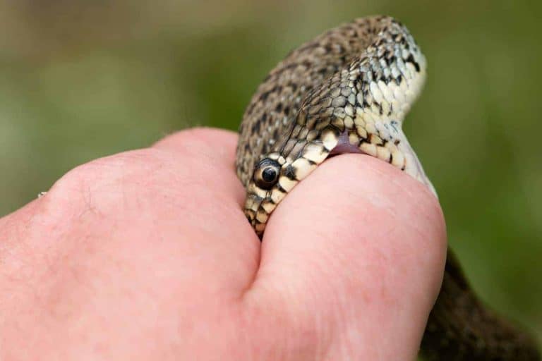 Snake Bites: Everything You Want to Know with Facts and Videos