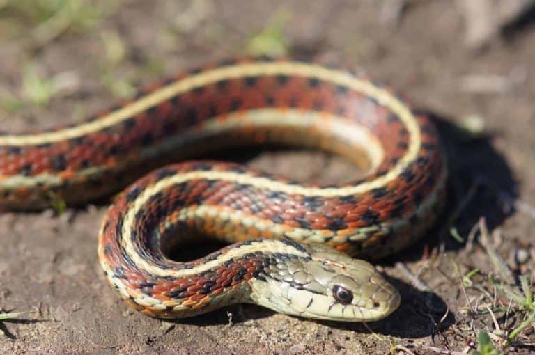 Species Profile: California Red-Sided Garter Snake