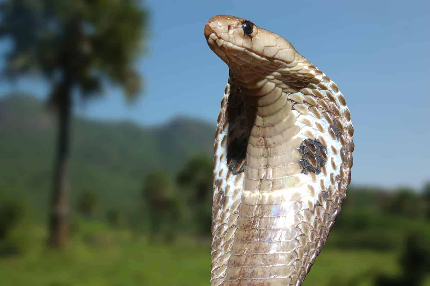 species profile the king cobra 1 Species Profile: The King Cobra