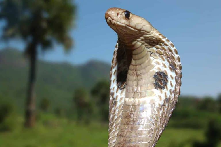 Species Profile: The King Cobra