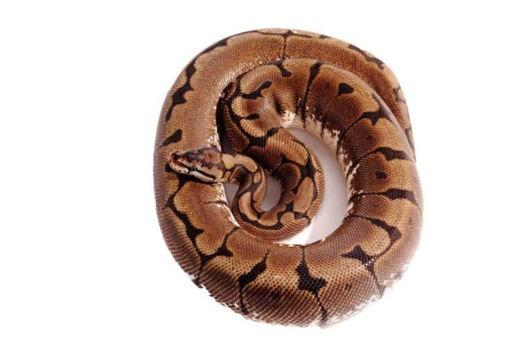 Spider Ball Pythons: 15 Cool Facts