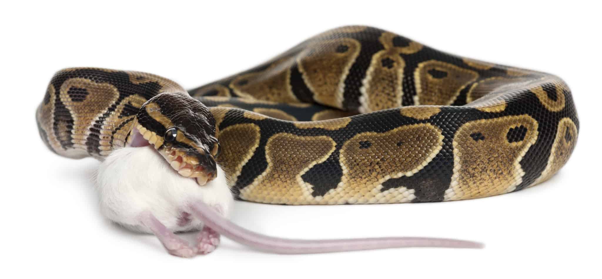 what happens when a ball python bites What Happens When a Ball Python Bites?