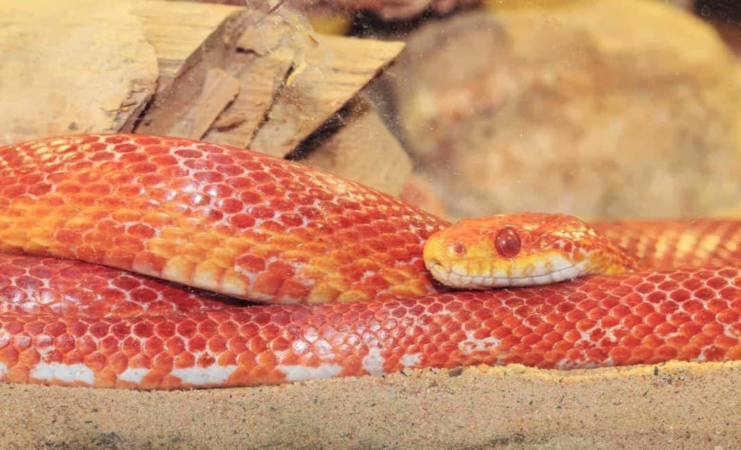 What Happens When a Corn Snake Bites? (With Pictures and Facts