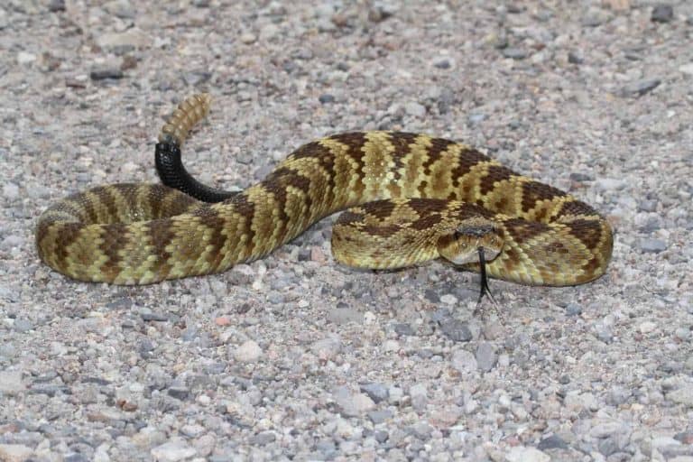 What Happens When a Rattlesnake Bites?  (With Pictures and Facts)