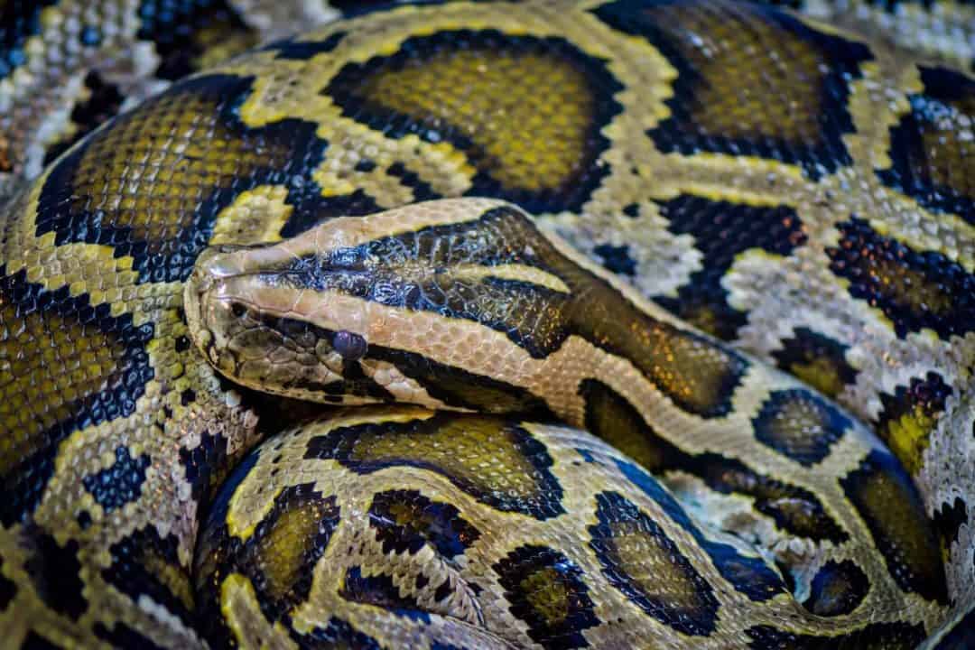 What's the Difference Between a Python and a Boa? - Embora Pets
