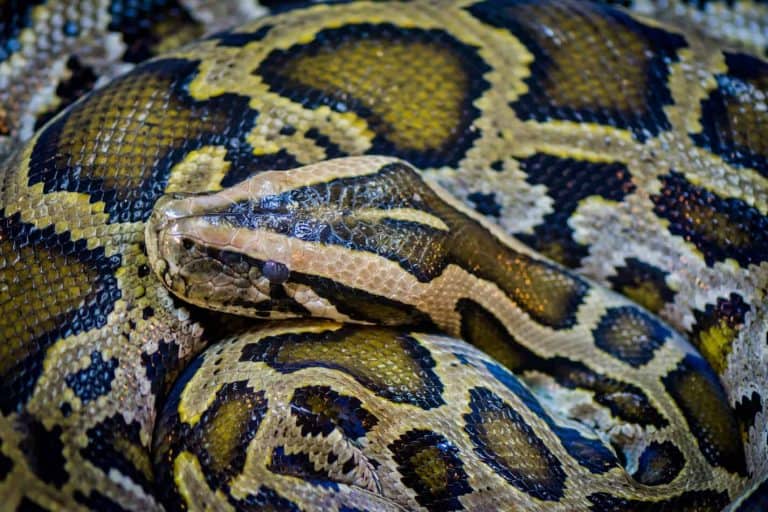 What’s the Difference Between a Python and a Boa?