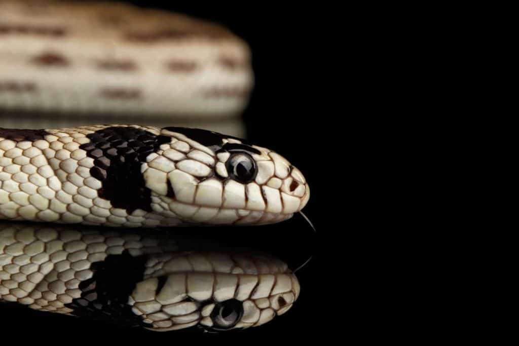 List Of Snakes That Give Live Birth - Embora Pets