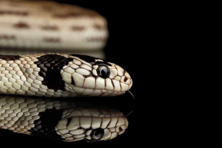 California King Snakes: Facts with Pictures and Video