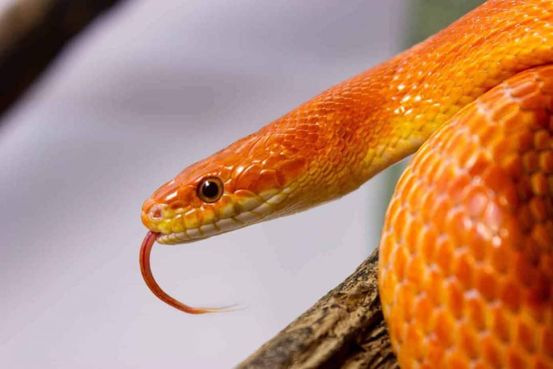 Cutest Pet Snake Breeds (with Pictures) - Embora Pets