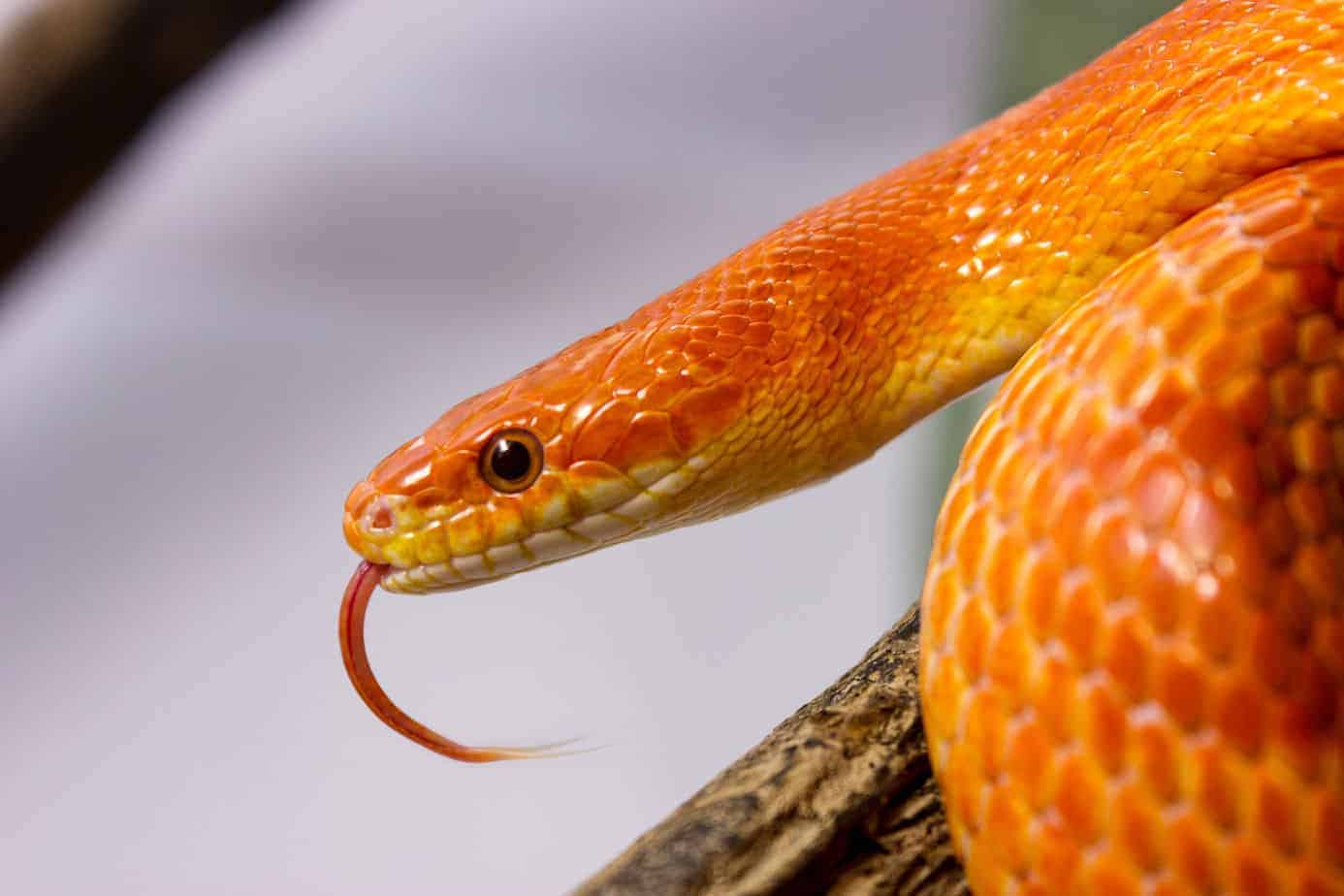 average-cost-of-pet-snakes-with-17-examples-embora-pets