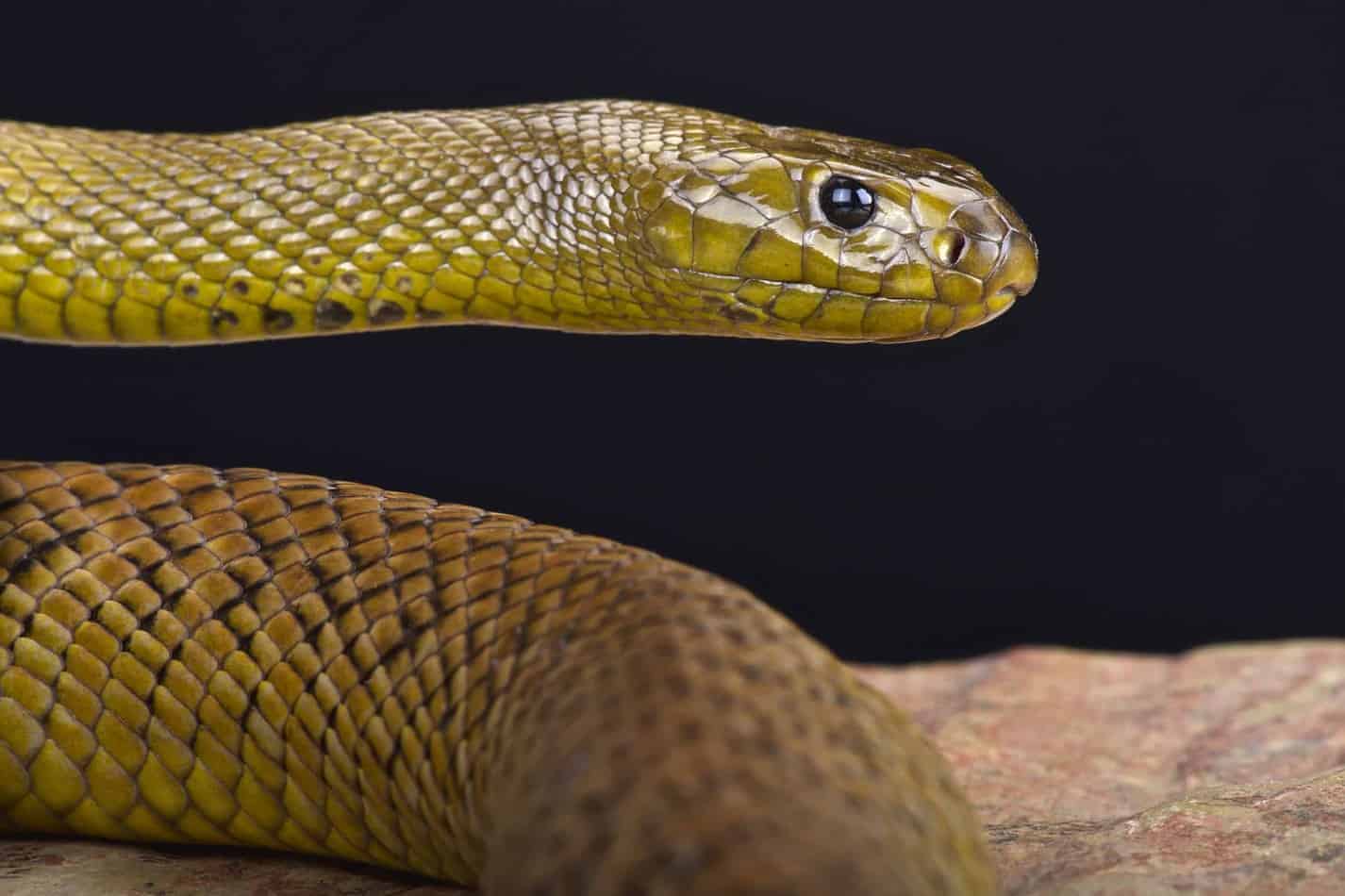 Most venomous snake in the world The Most Venomous Snake in the World
