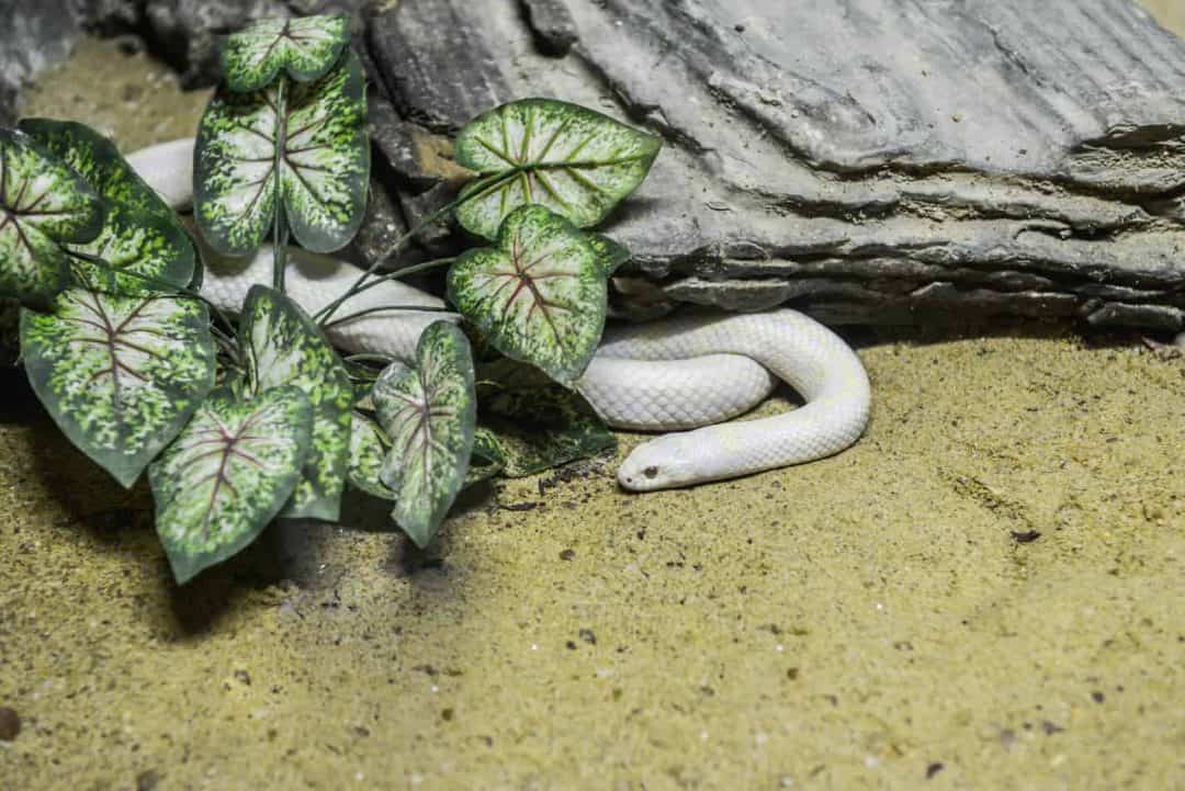 Lifespan Of Pet Snakes For The Most Popular Breeds - Embora Pets