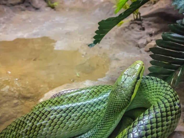 Why do Snakes Smell Like Urine or Rotten Eggs?