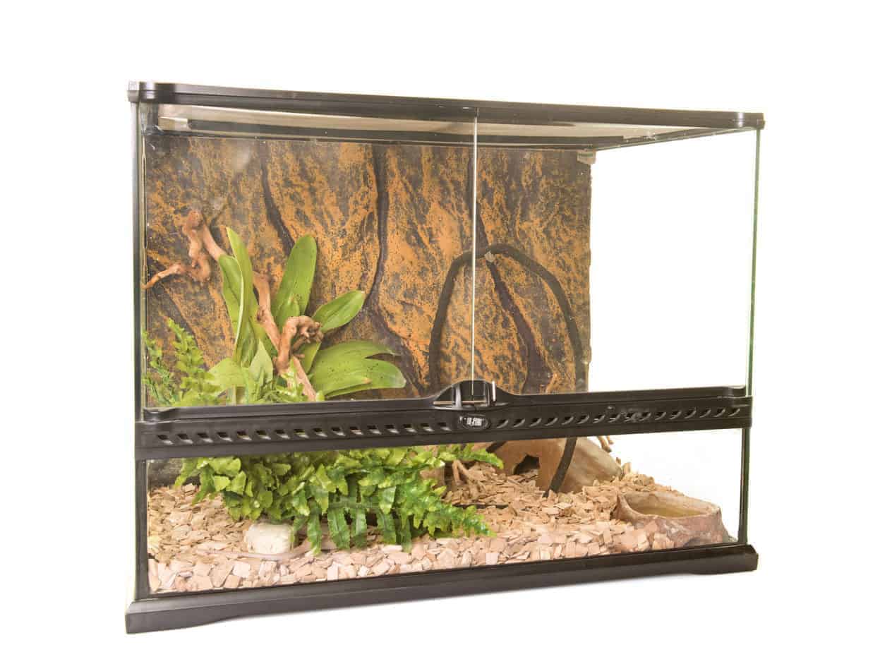 best terrarriums under 100 Buyer's Guide: Large Terrariums Under $100