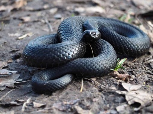 Popular Snake Breeds That Are Black - Embora Pets