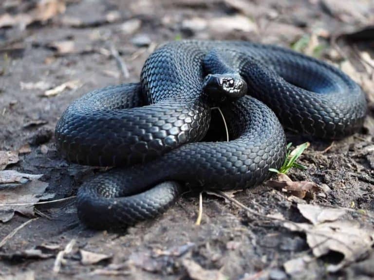Popular Snake Breeds That Are Black