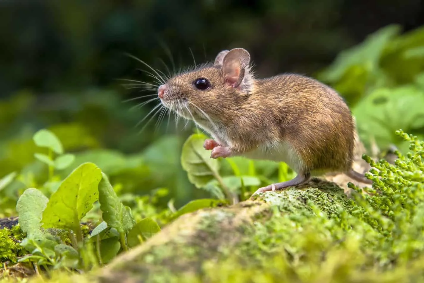 What Do Mice Eat In The Wild