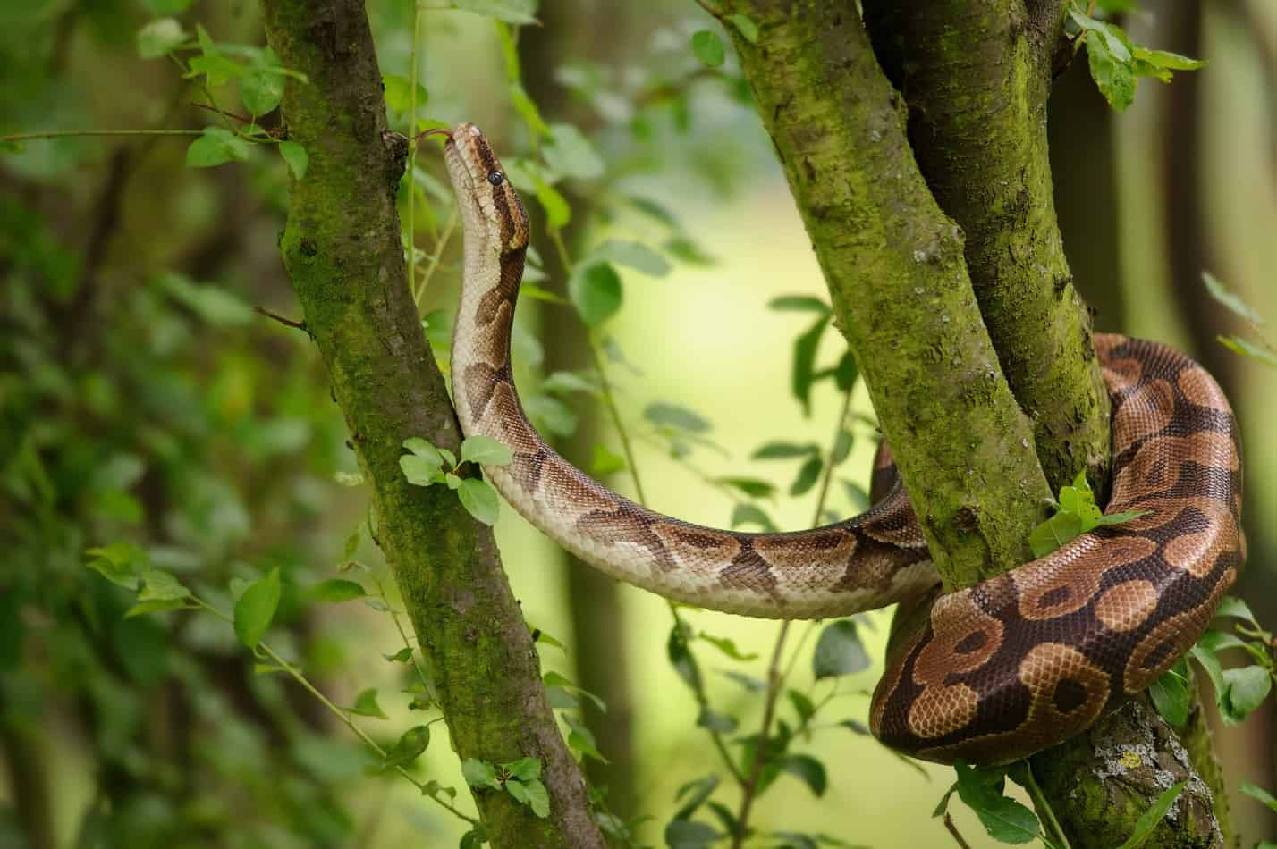 Can Pet Snakes Survive in the Wild? Embora Pets