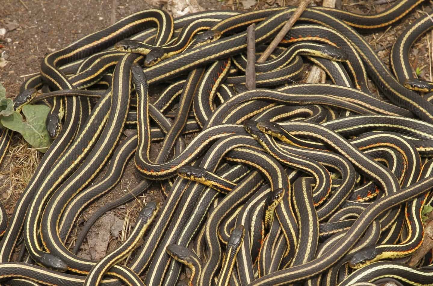 common garter snakes 2 1 Common Garter Snakes: Size, Bite Information, Pictures, and Facts