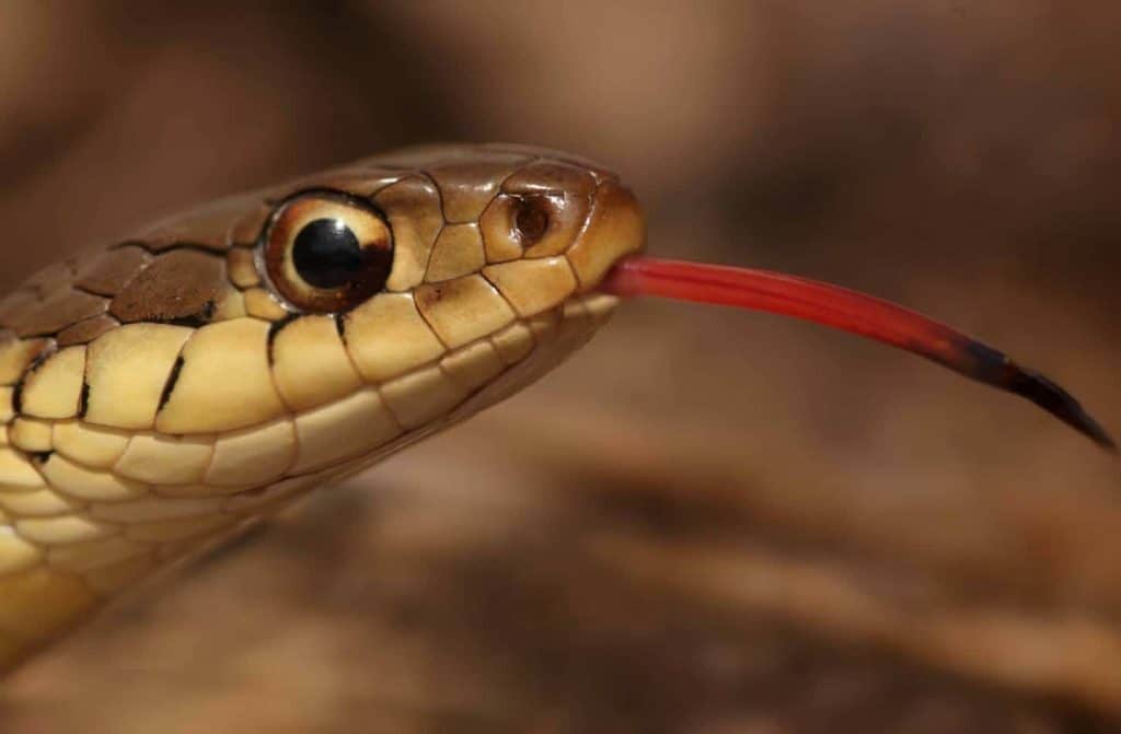 common garter snakes 2 How to Get Rid of a Garter Snake!