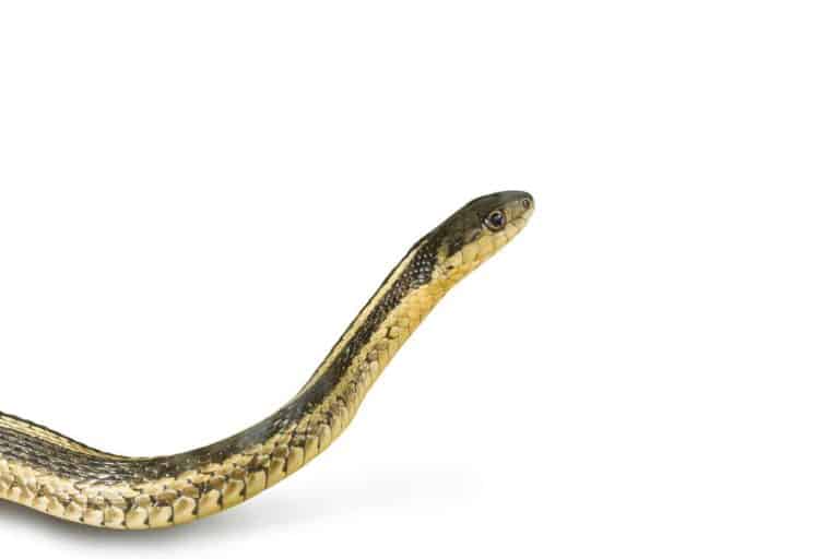 Common Garter Snakes: Size, Bite Information, Pictures, and Facts