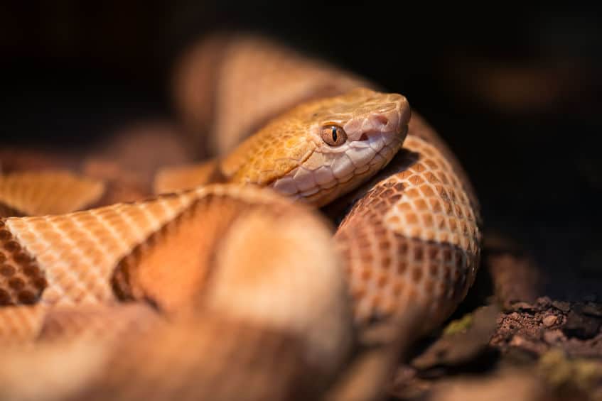 copperhead 2 Copperhead Snakes- Species Profile with Bite Information, Facts, and Pictures