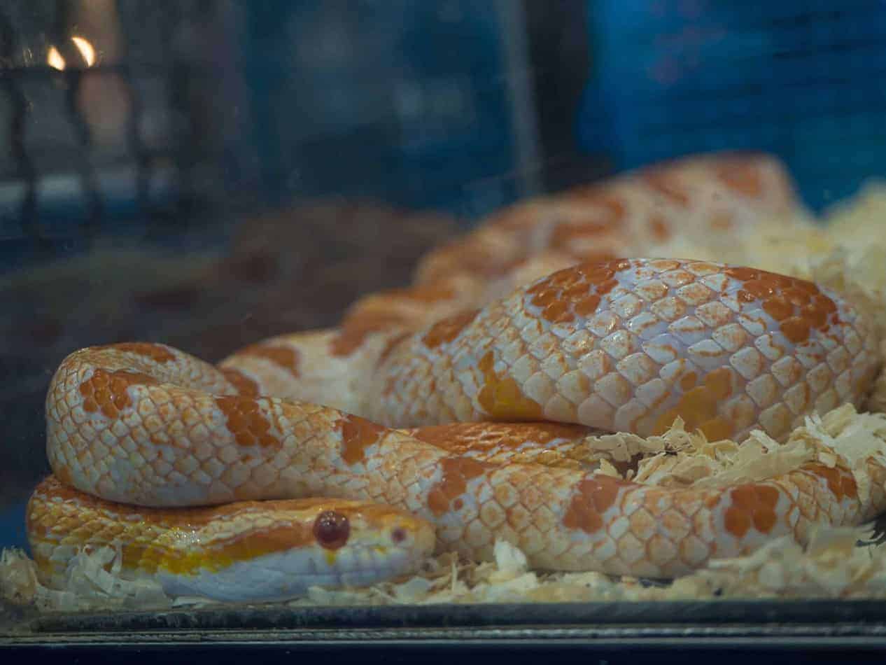 Corn Snake Feeding Chart