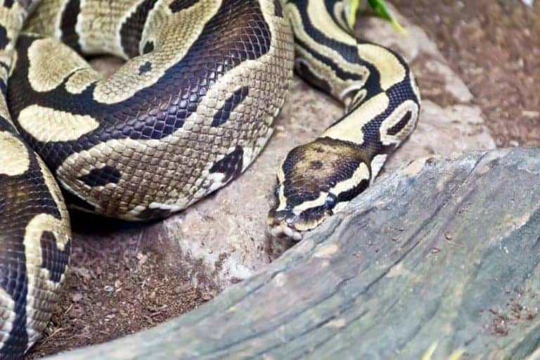 Reticulated Pythons as Pets: A Complete Guide with Pictures