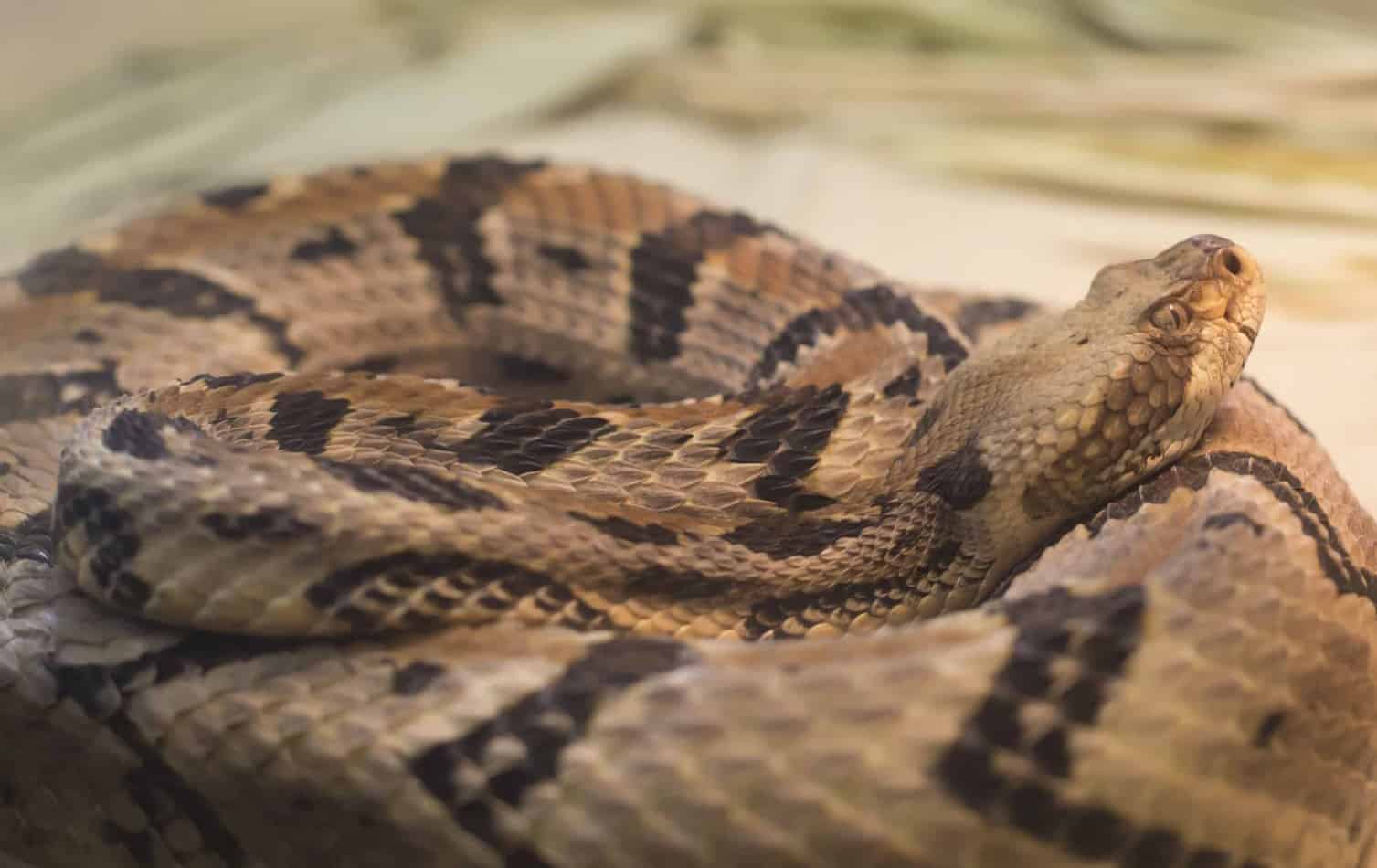 timber rattlesnake Species Profile: Timber Rattlesnake (With pictures and Facts)