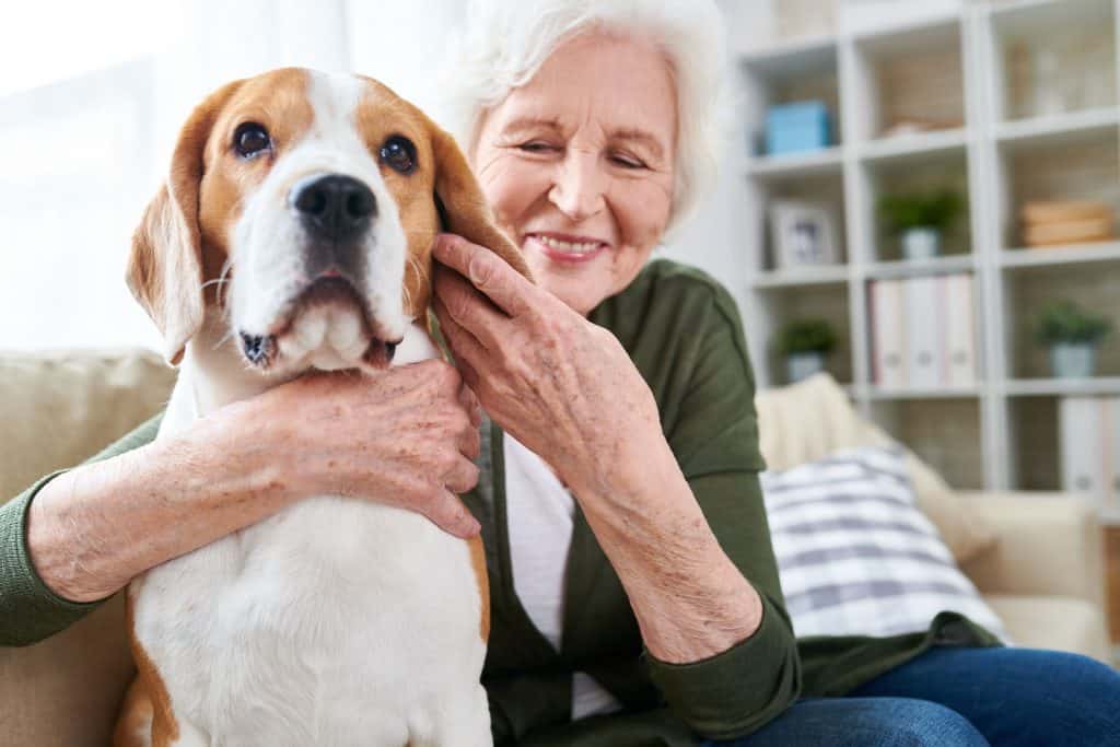 beagle service dog