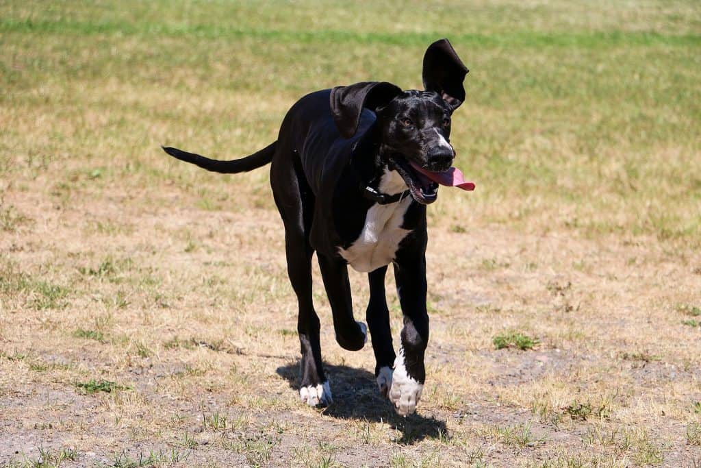 are great danes easy to train