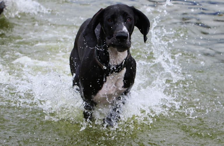 Can Great Danes Swim? (Solved!)