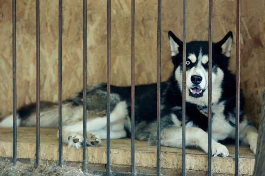 husky animal shelter